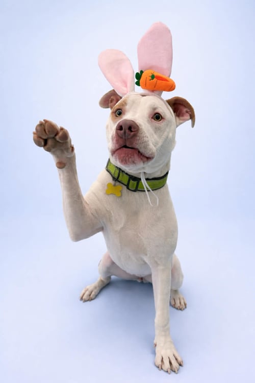 PIBBLE - Pit Bull Terrier available for adoption