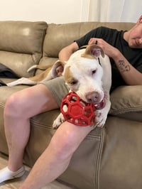 Pibble - Photo 6
