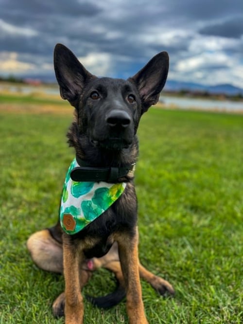 DEREK MCDREAMY - Belgian Shepherd Malinois available for adoption