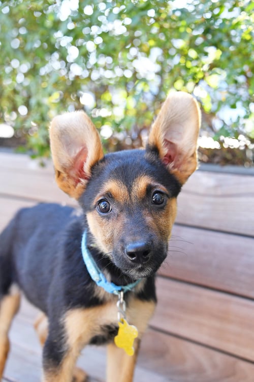 EVEREST EARS - German Shepherd Dog available for adoption