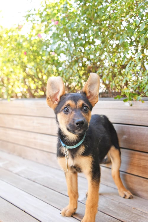 EVEREST EARS - German Shepherd Dog available for adoption