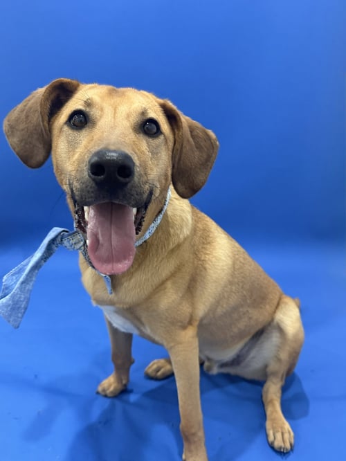KIPPIE - Cattle Dog available for adoption