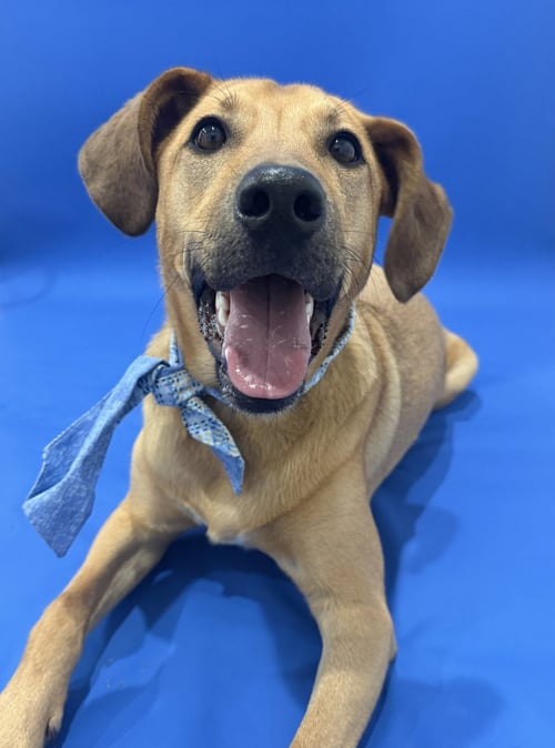 KIPPIE - Cattle Dog available for adoption