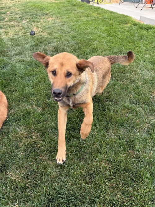 MELVINN - Shepherd available for adoption