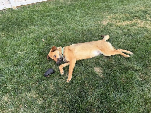 MELVINN - Shepherd available for adoption