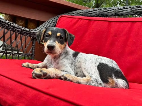 CHIM CHIM - Cattle Dog available for adoption
