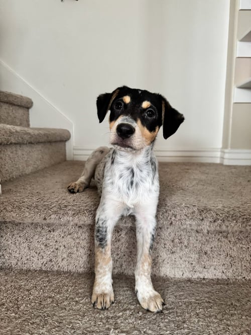 CHIM CHIM - Cattle Dog available for adoption