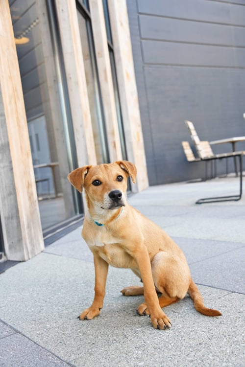 NIMBUS 2000 - Catahoula Leopard Dog / Labrador Retriever available for adoption