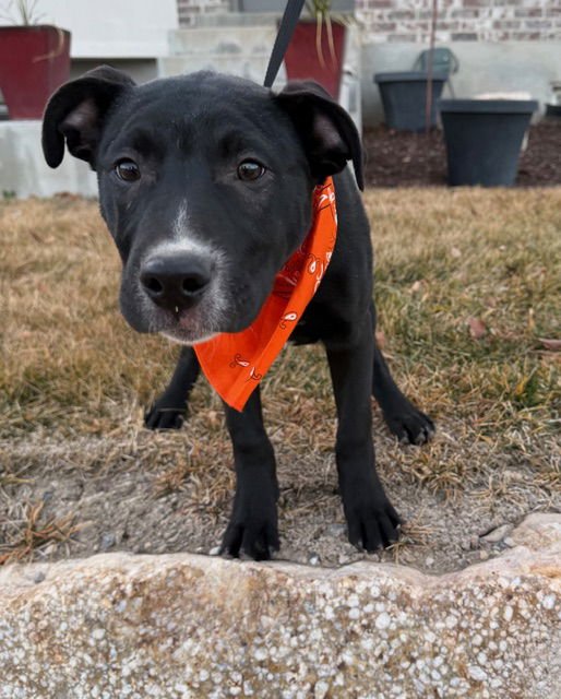 TE AMO - Pit Bull Terrier / Labrador Retriever available for adoption