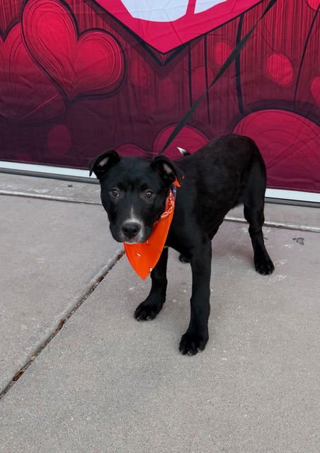 TE AMO - Pit Bull Terrier / Labrador Retriever available for adoption