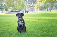 Dolly Lu - Photo 6