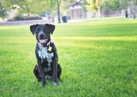 Dolly Lu - Photo 4