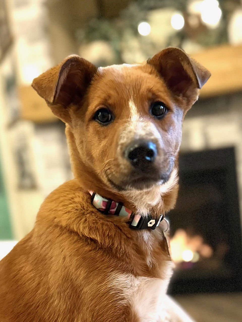 FLOSSY - Cattle Dog available for adoption