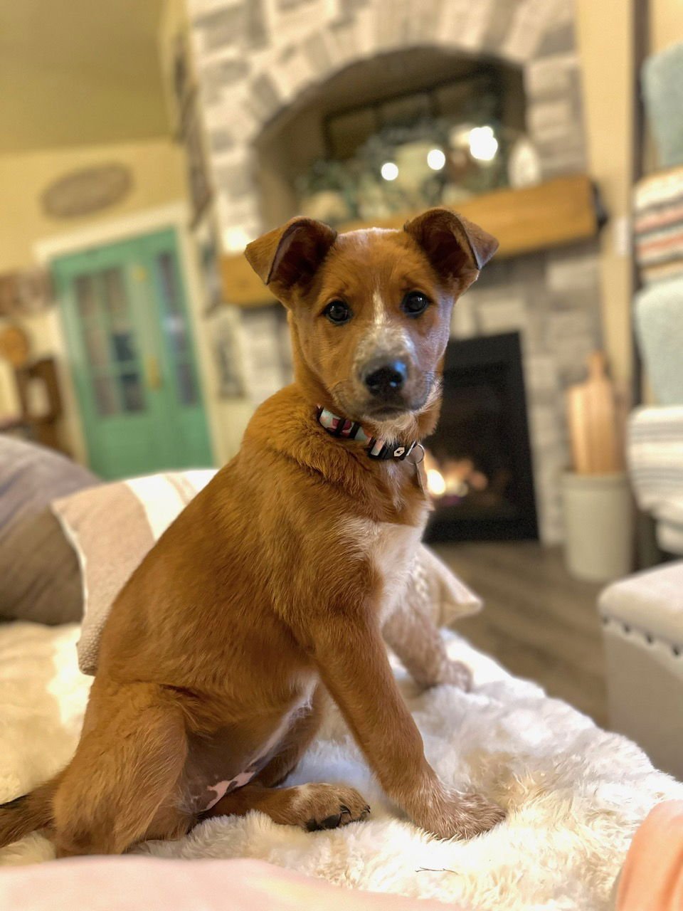 FLOSSY - Cattle Dog available for adoption