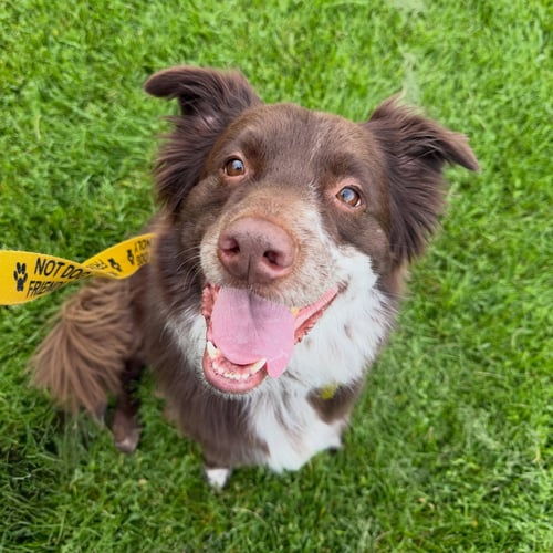 JAZZPER - Australian Cattle Dog/Blue Heeler available for adoption