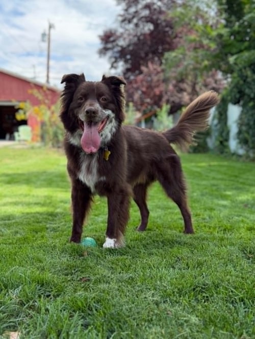 JAZZPER - Australian Cattle Dog/Blue Heeler available for adoption