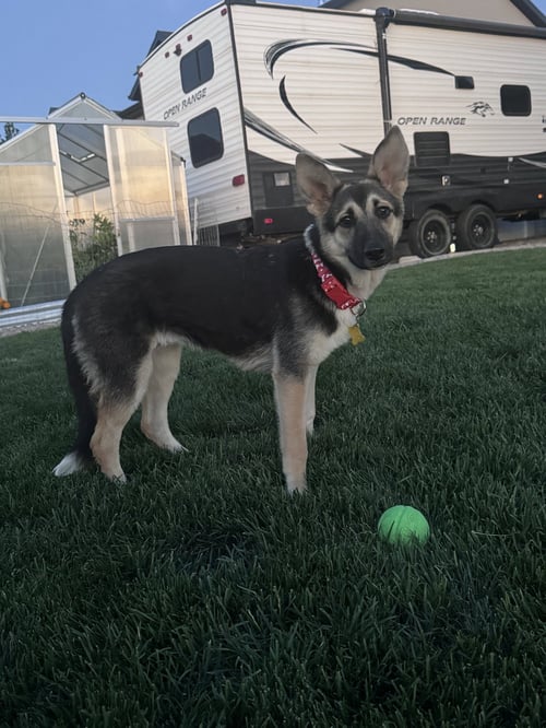 SGAEYL - German Shepherd Dog available for adoption