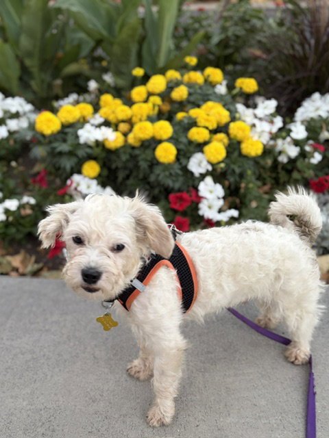 QUIBBEN - Poodle (Miniature) available for adoption