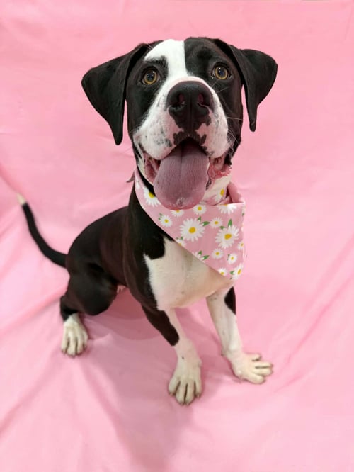 MEMES - American Pit Bull Terrier available for adoption