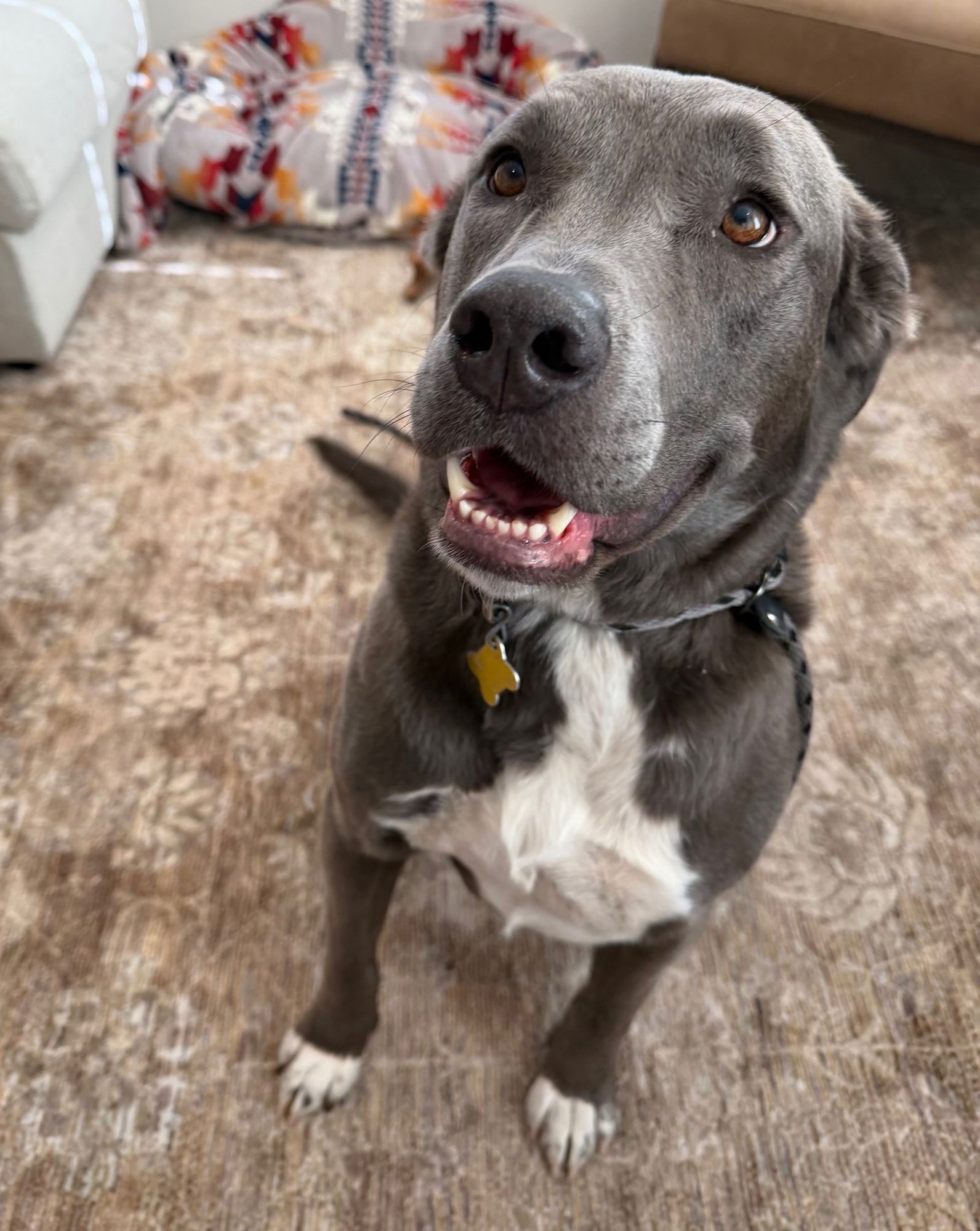 SITTKA - Labrador Retriever / Pit Bull Terrier available for adoption