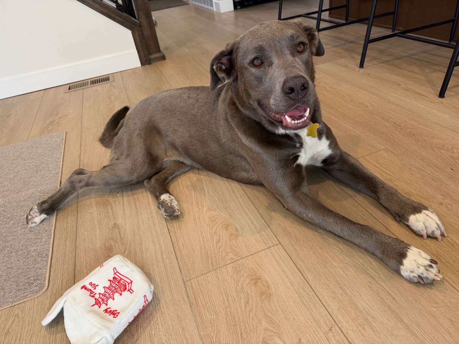 SITTKA - Labrador Retriever / Pit Bull Terrier available for adoption