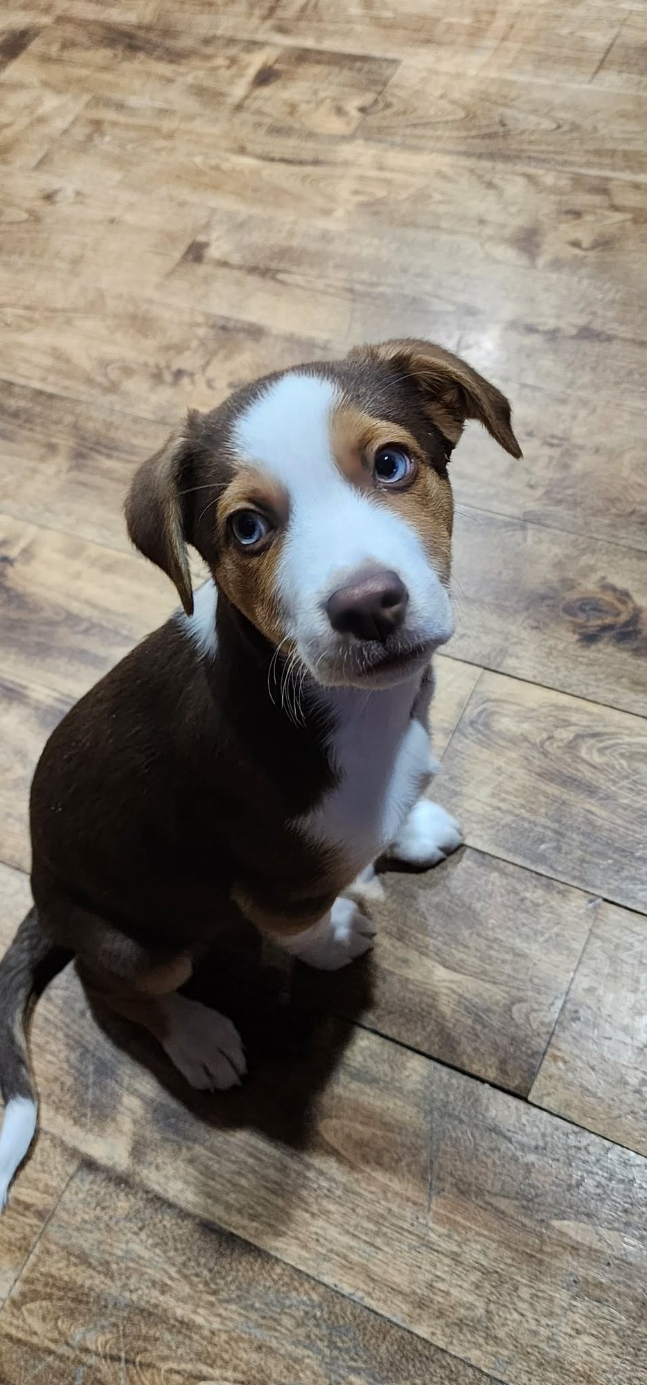 BOREAL - Parson Russell Terrier / Collie available for adoption