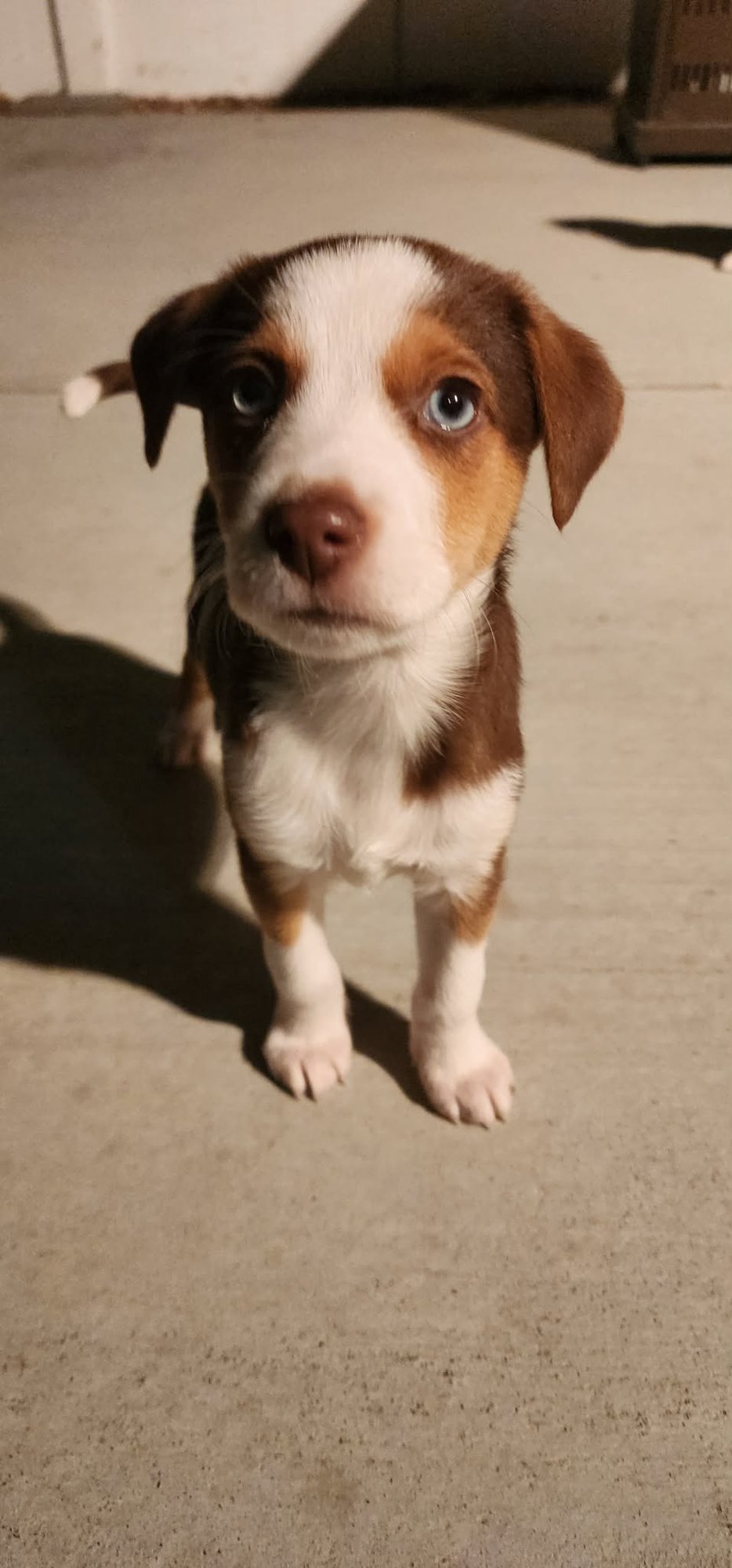 BOREAL - Parson Russell Terrier / Collie available for adoption