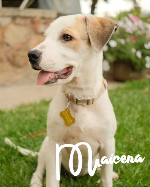 MAICENA - Australian Cattle Dog/Blue Heeler available for adoption