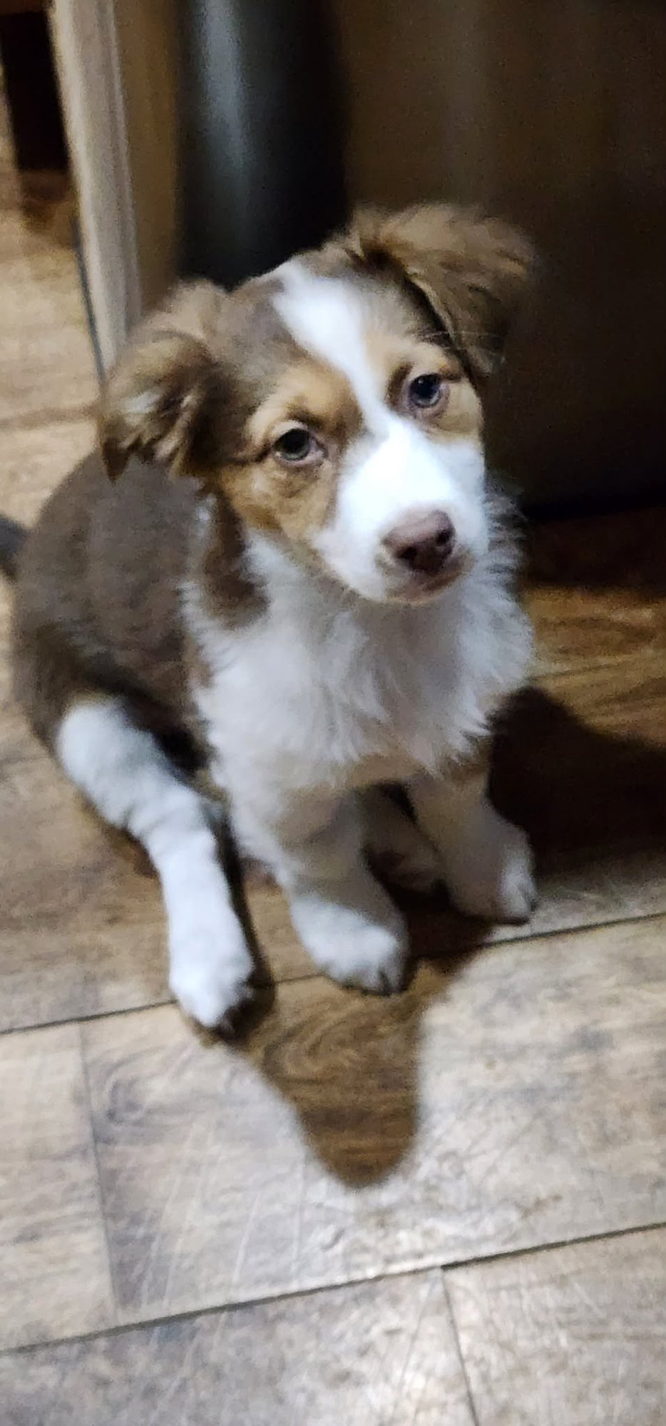 EIRA - Parson Russell Terrier / Collie available for adoption