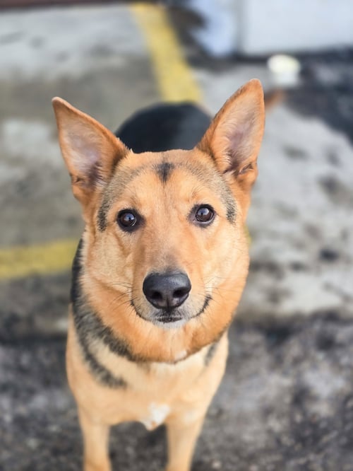 VELLMA - Shepherd available for adoption