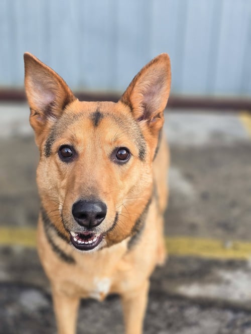 VELLMA - Shepherd available for adoption