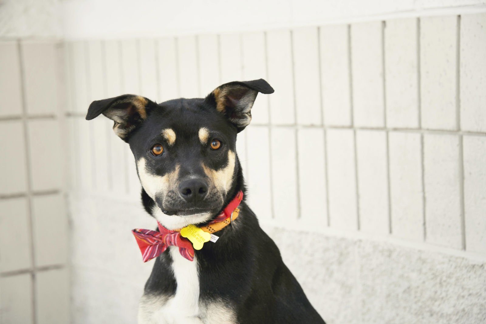 HERKIMER - Shepherd available for adoption