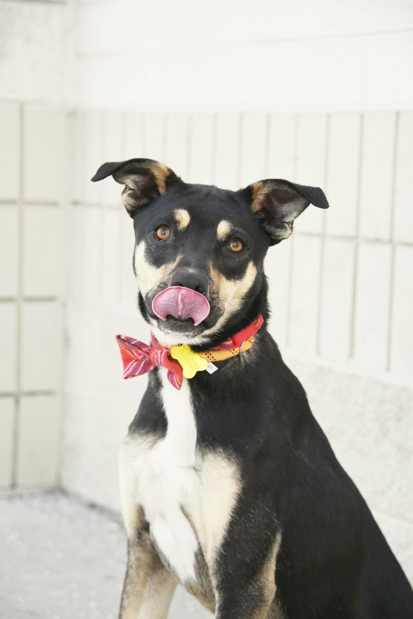 HERKIMER - Shepherd available for adoption