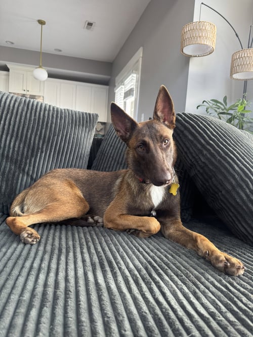 ESTREYA - Belgian Shepherd Malinois available for adoption