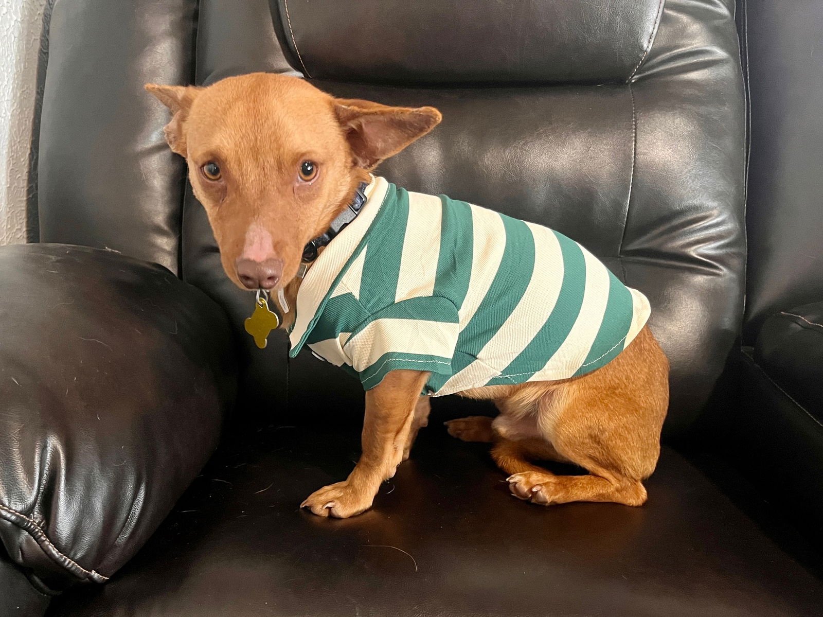 BENNI - Chihuahua available for adoption