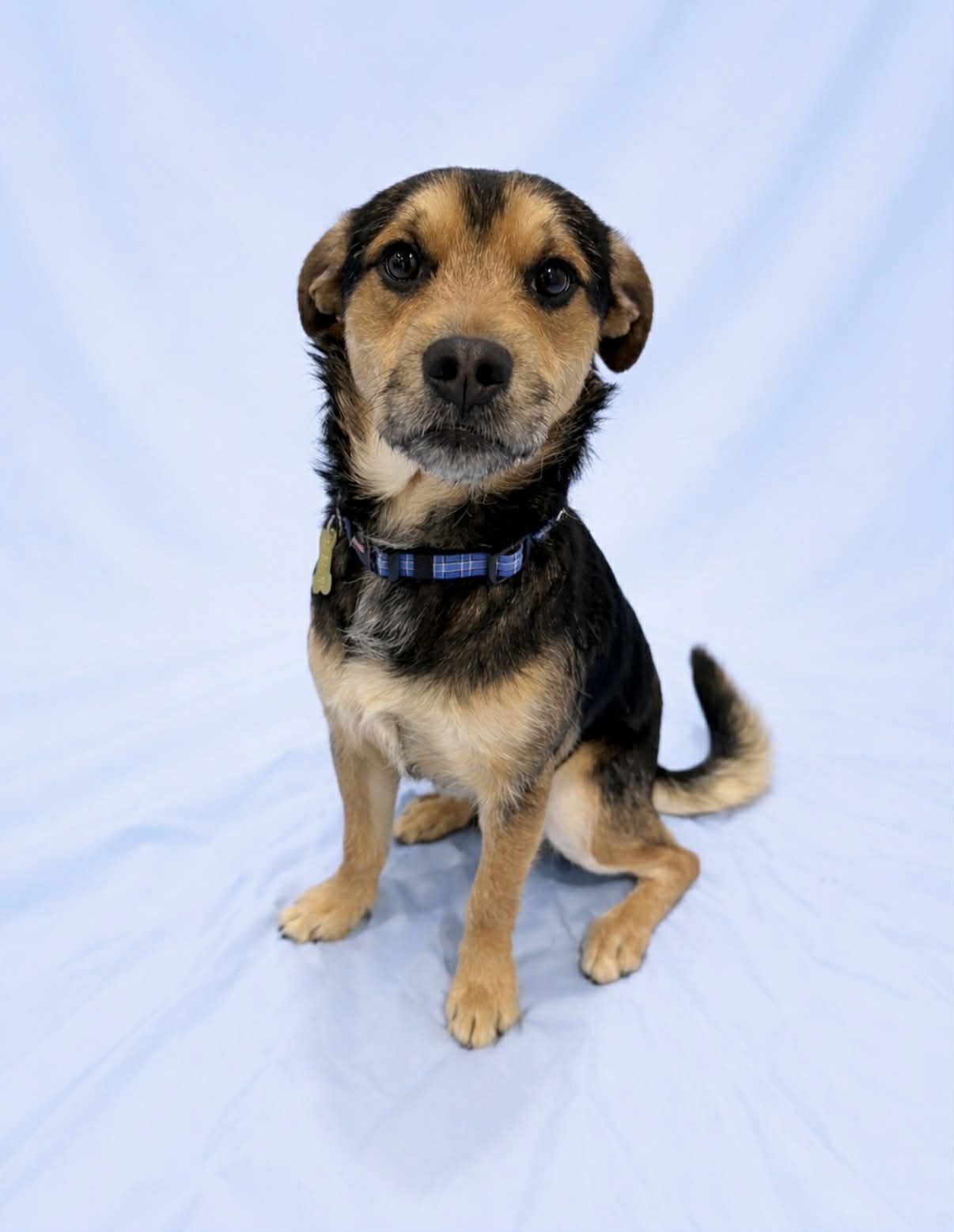 CHAZ - Terrier available for adoption