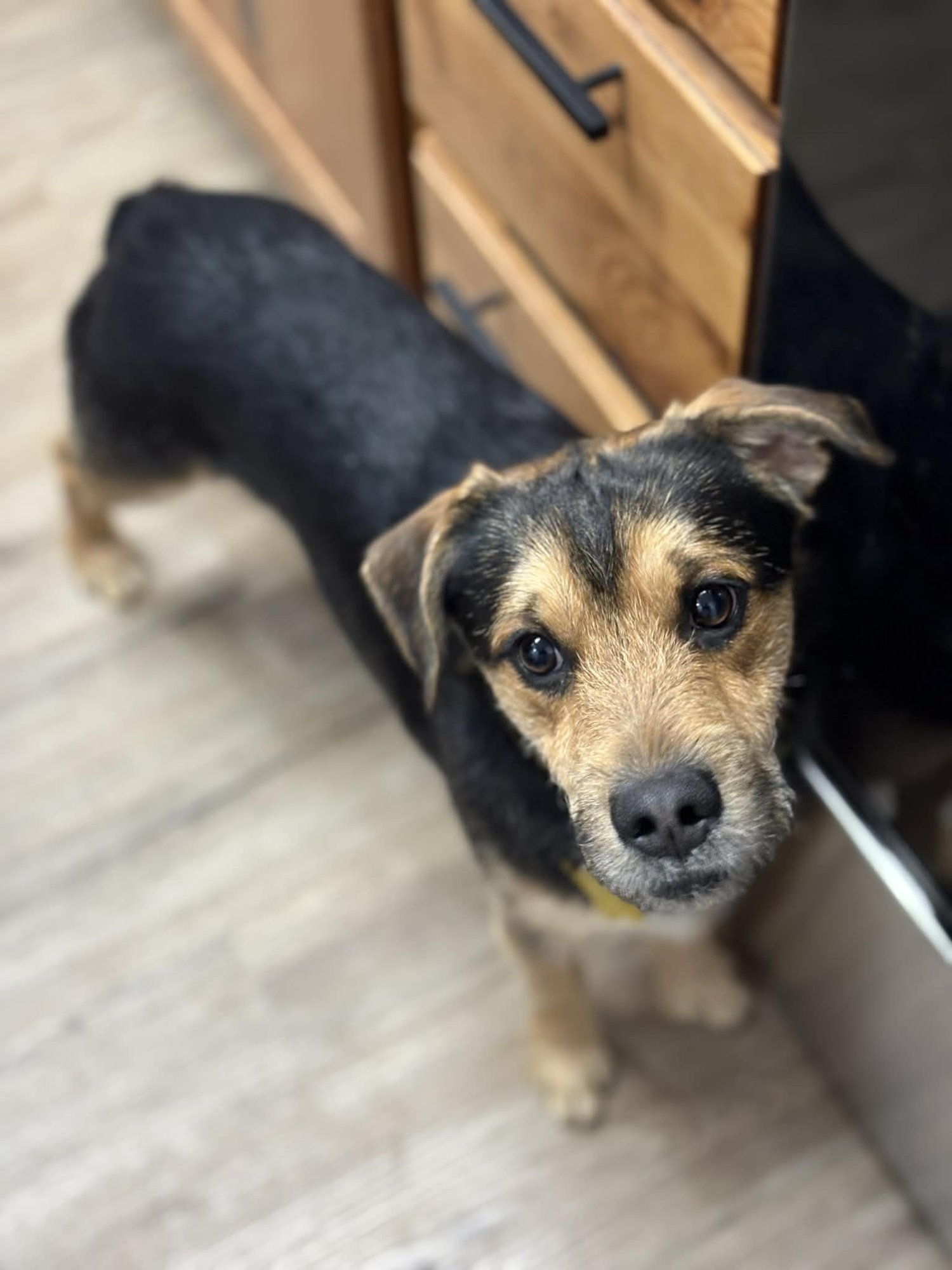 CHAZ - Terrier available for adoption