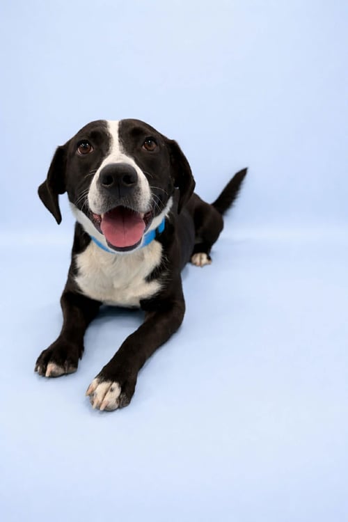 WOBBLE - Pit Bull Terrier available for adoption