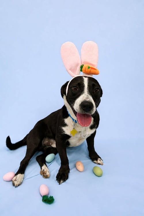 WOBBLE - Pit Bull Terrier available for adoption