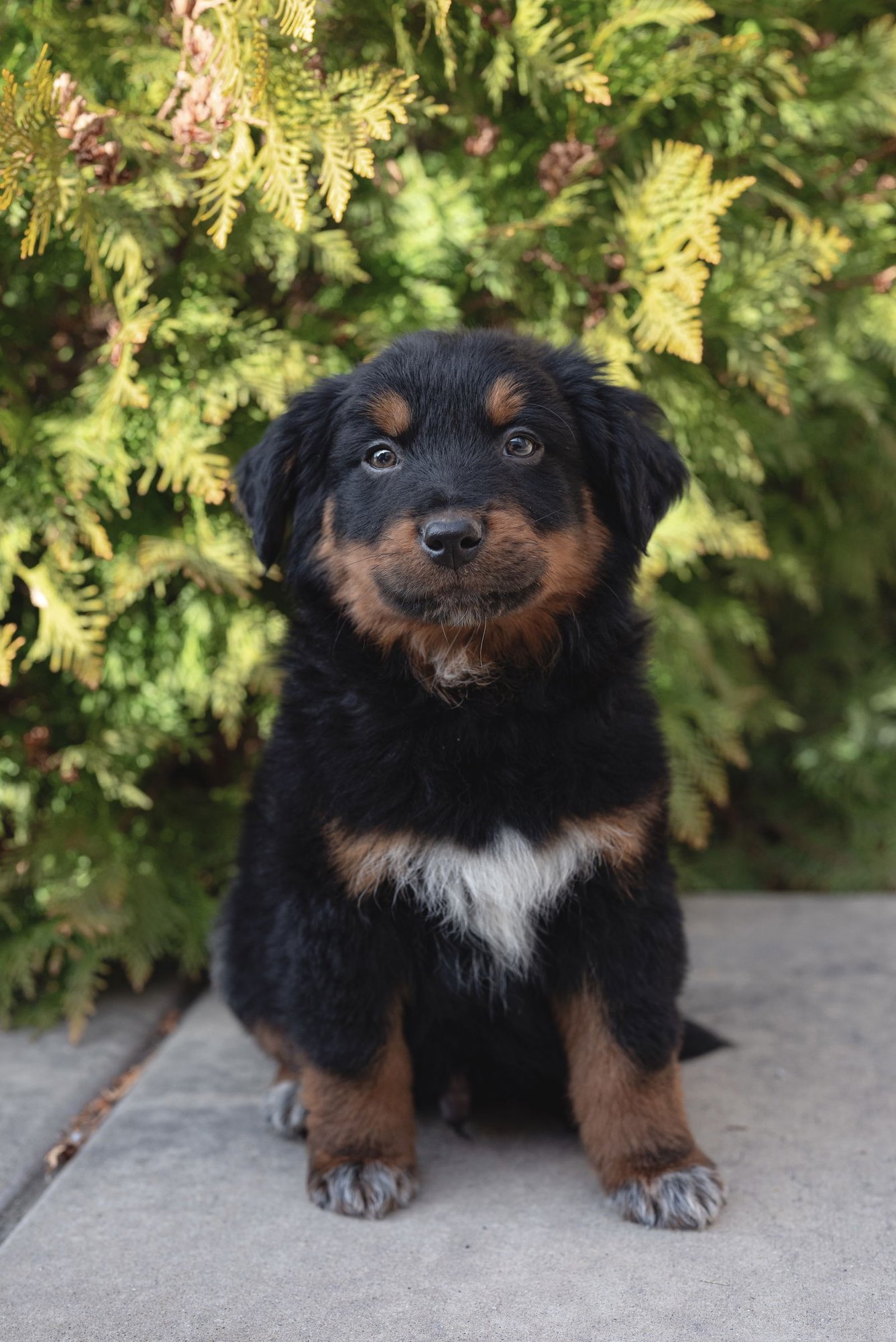 TAMAGO - Collie available for adoption