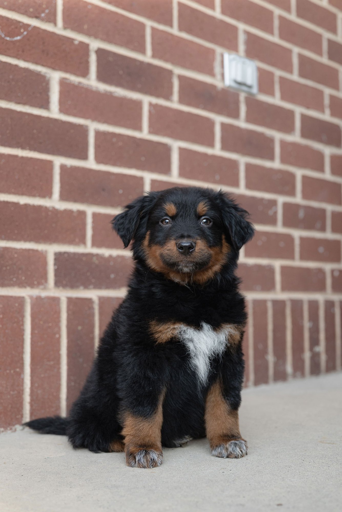 TAMAGO - Collie available for adoption
