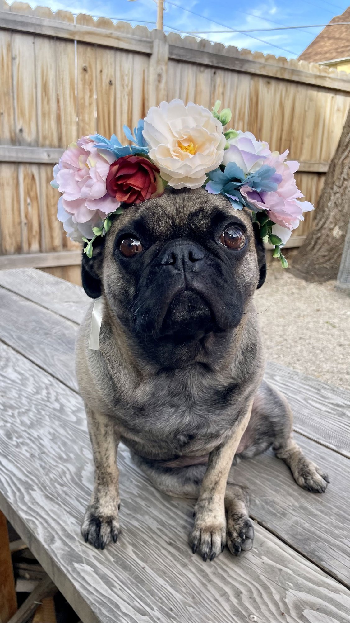 LADY LUDO - Pug / Boston Terrier available for adoption