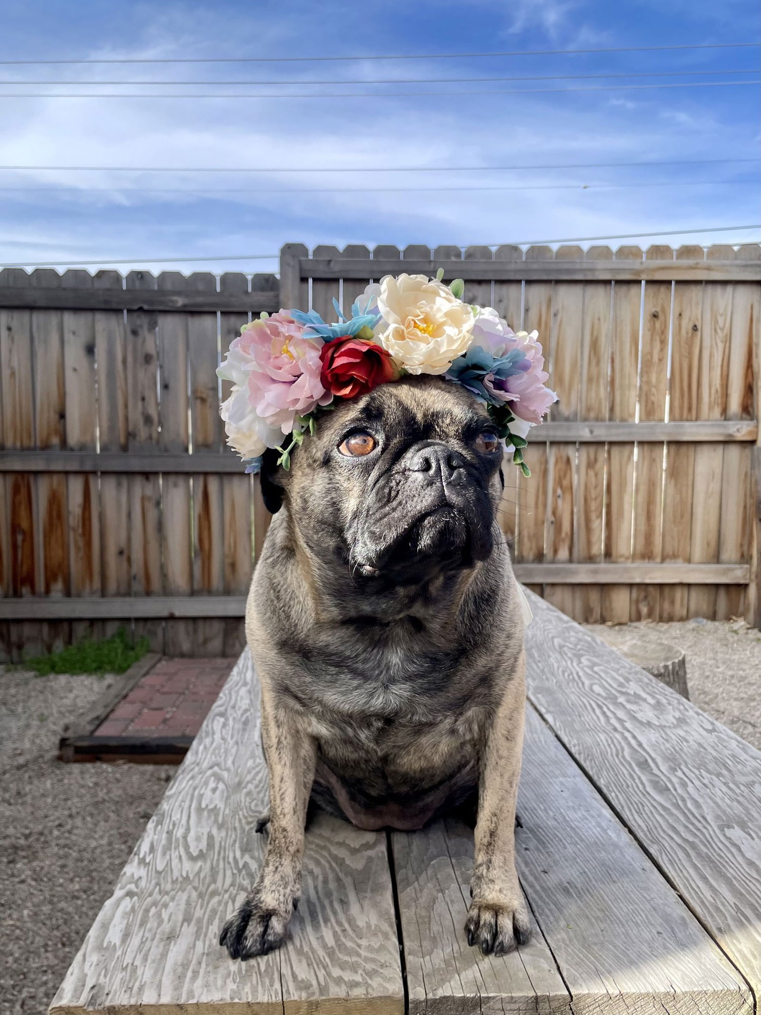 LADY LUDO - Pug / Boston Terrier available for adoption