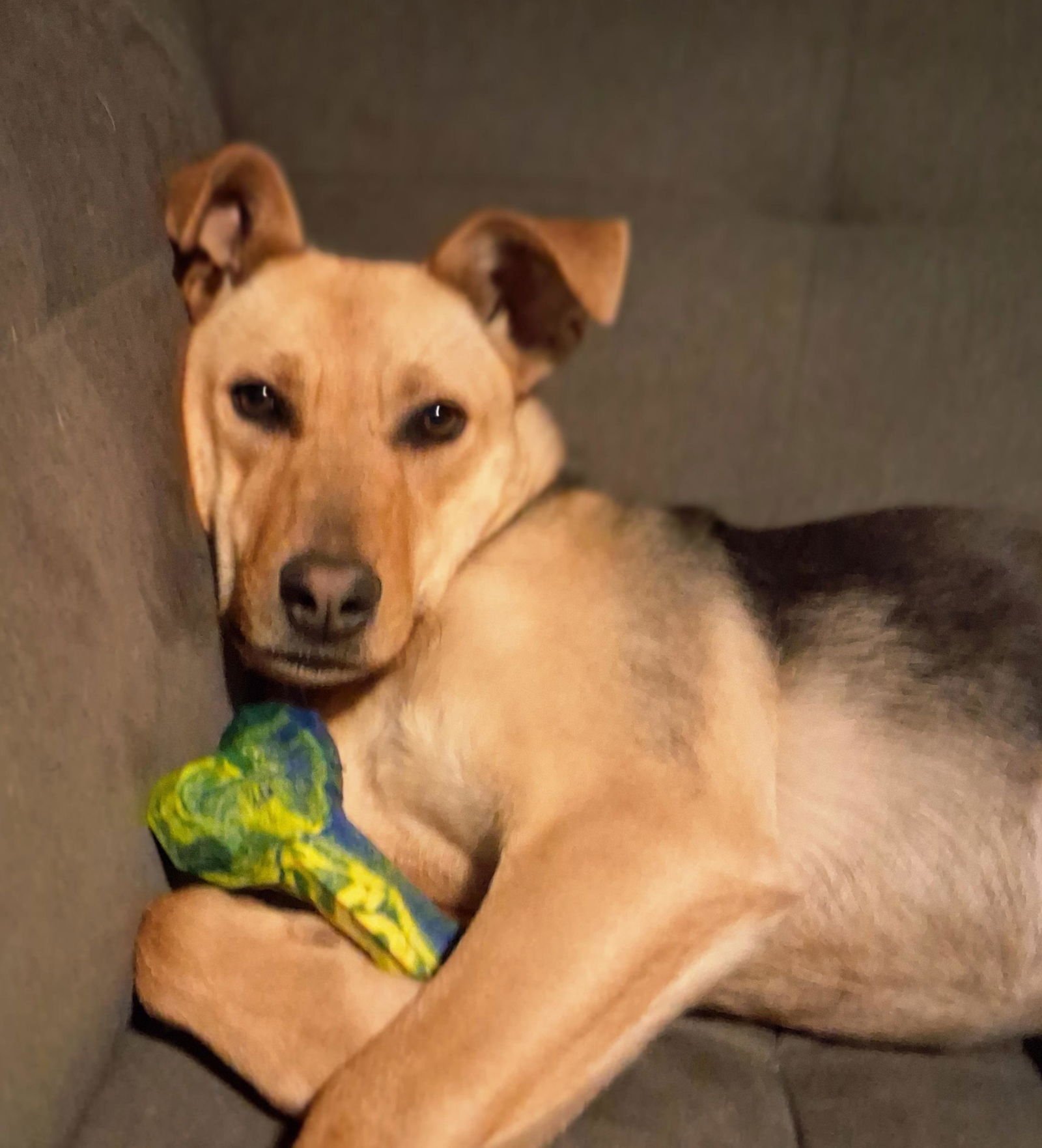 AKAMAI - Shepherd available for adoption