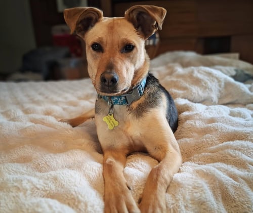 AKAMAI - Shepherd available for adoption