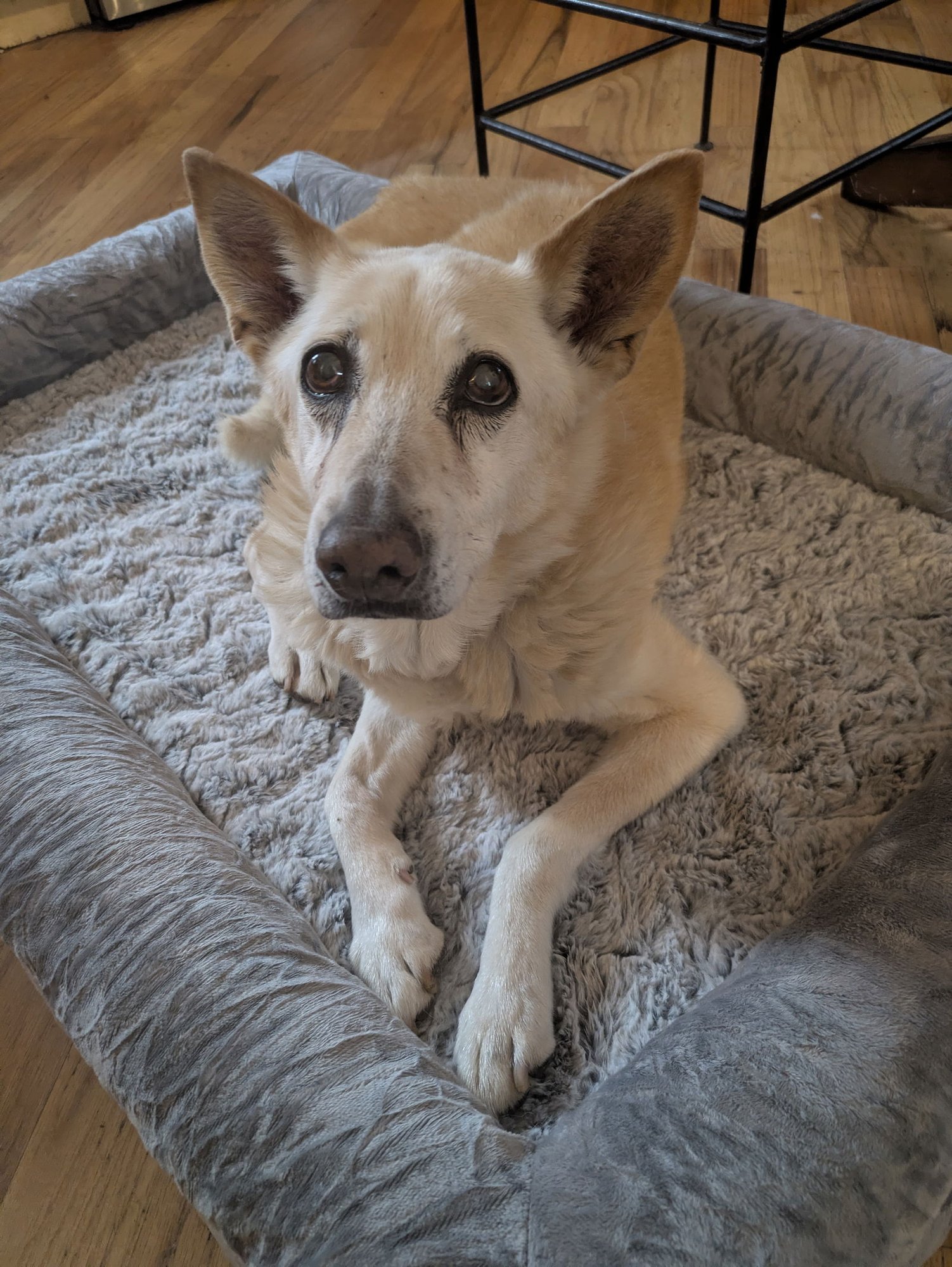 MISS MAYZE - Collie available for adoption