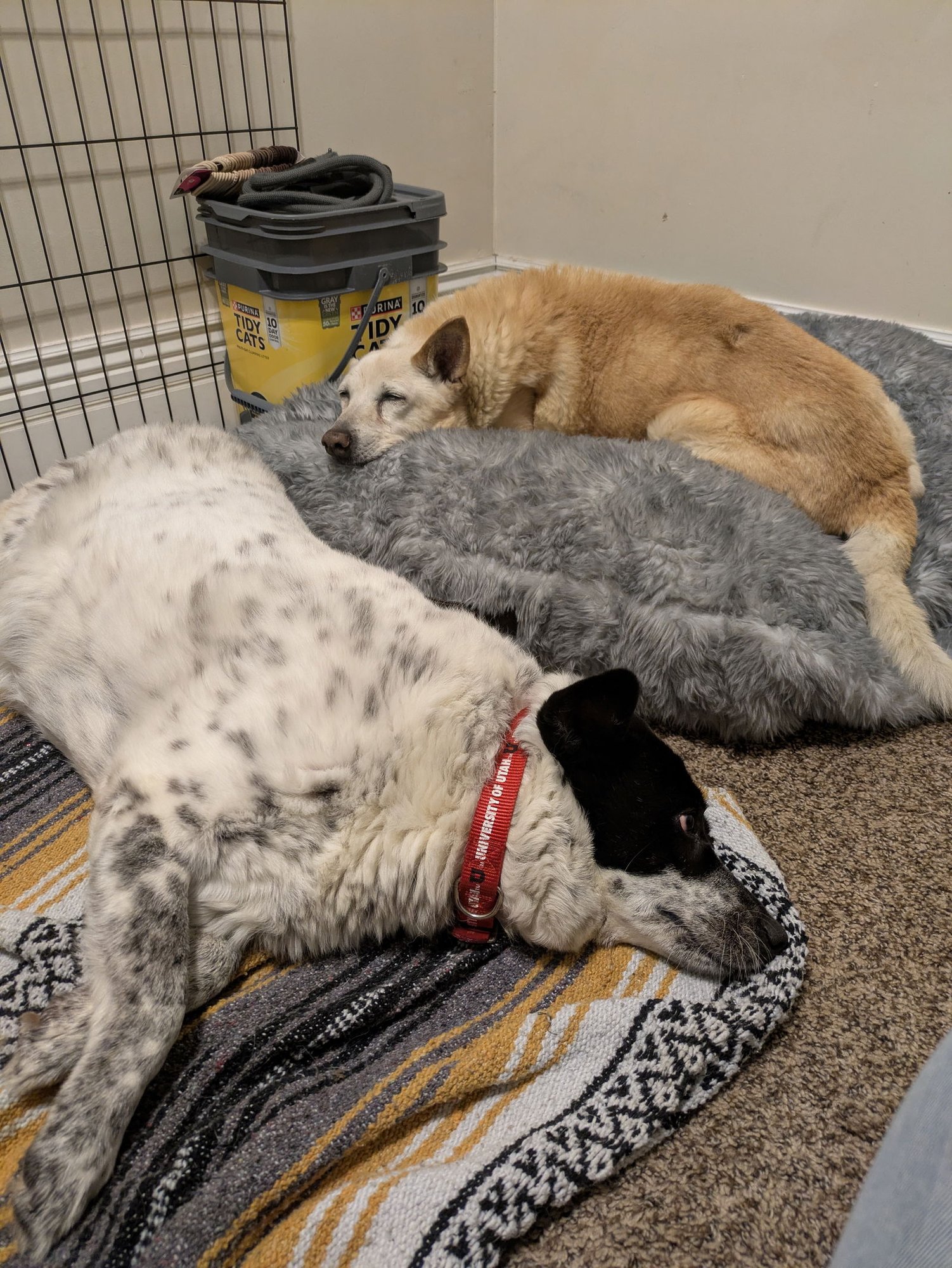 MISS MAYZE - Collie available for adoption