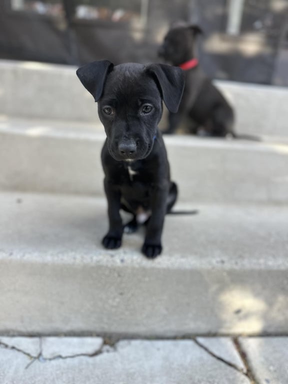 Blue Arlo Image