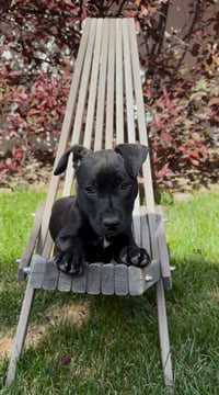 Blue Arlo - Photo 2