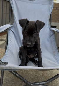 Blue Arlo - Photo 3